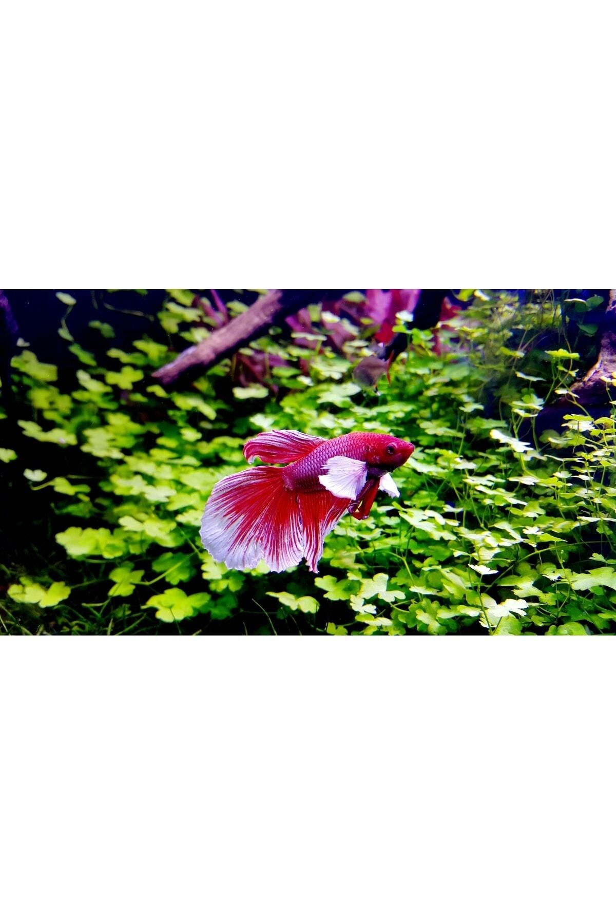 Betta%20Aqua%20Conditioner%20125%20ml