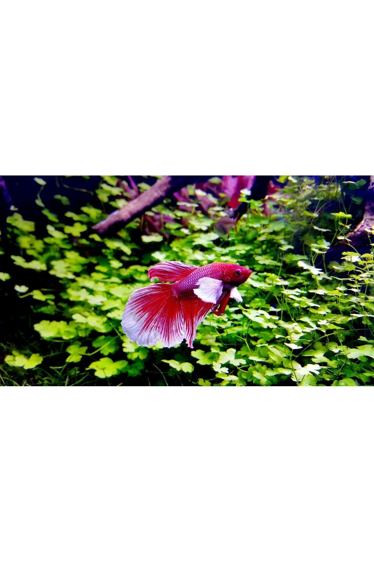 Betta%20Bakım%20Seti%20-%20Betta%20Minerals%20ve%20Betta%20Aqua%20Conditioner%20Su%20Düzenleyici%20-%20Beta%20Balıklarına%20Özel